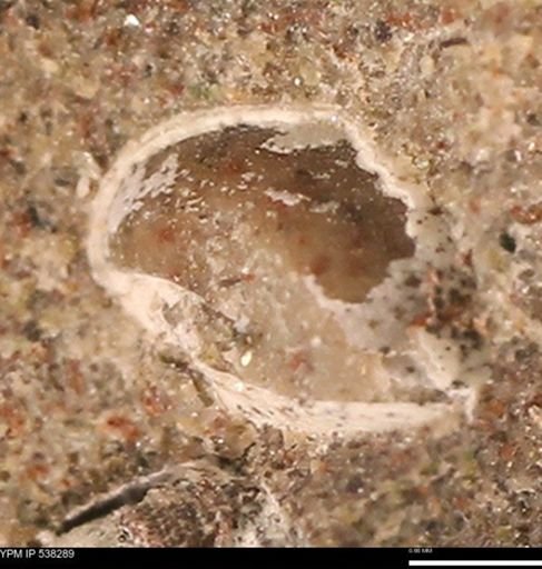 Corbulamella gregaria