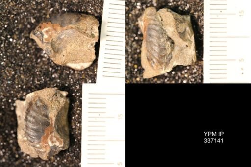 undet. Hoplitidae