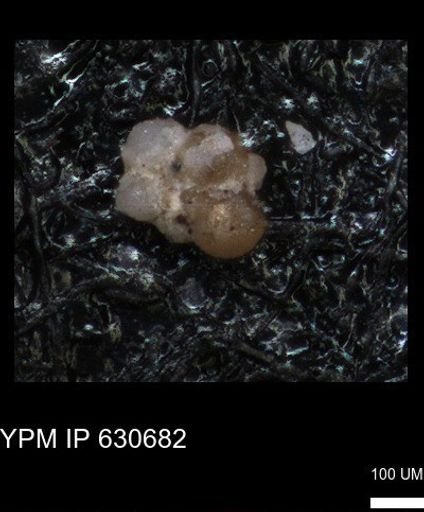 undet. Foraminiferida