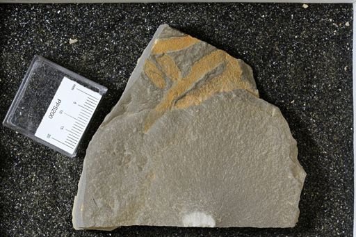 Bryozoa