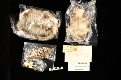 Malaclemys terrapin