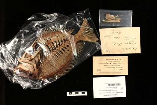 Acanthurus coeruleus