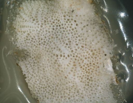 Lichenoporidae