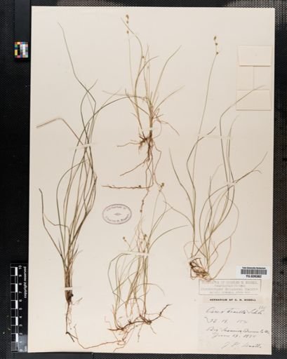 Carex disperma