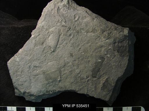 undet. Ostracoda