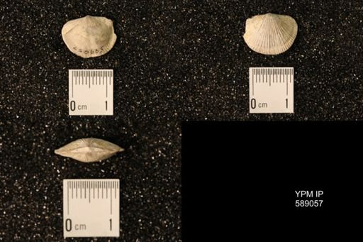 Dinorthis subquadrata