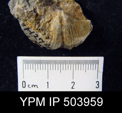 Eochoristites neipentaiensis