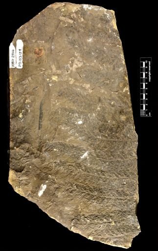 Archaeopteris sp.