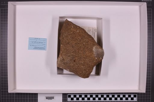mixed taxa, stratigraphic collection