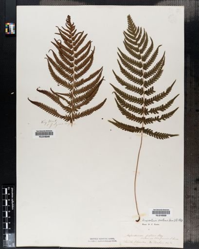 Dryopteris
