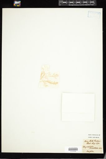Chrysymenia clavellosa