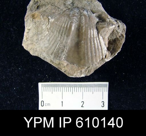 Spirifer fornacula