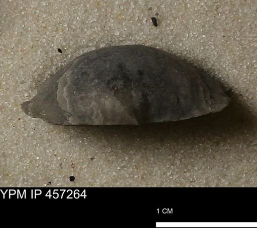 Pholidostrophia iowaensis
