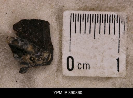 Baculites sp.