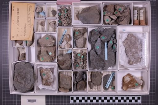 mixed taxa, stratigraphic collection