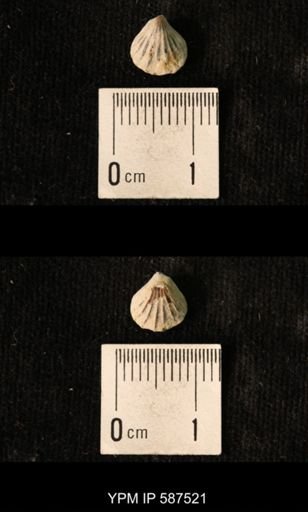 Camarotoechia whitei