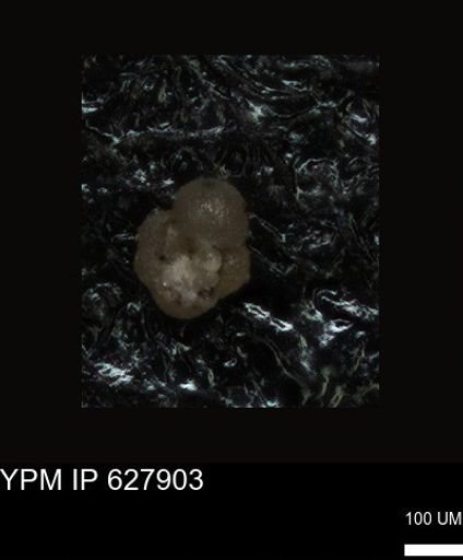 undet. Foraminiferida