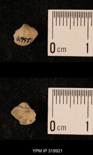 Ambocoelia planoconvexa