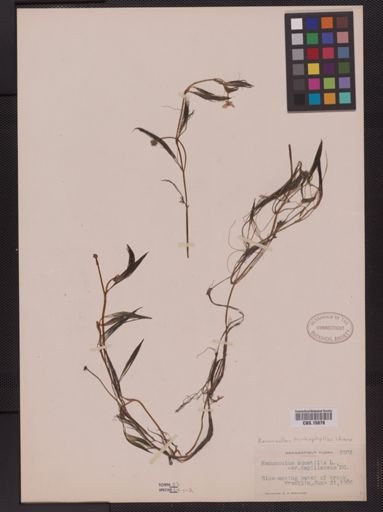 Ranunculus trichophyllus