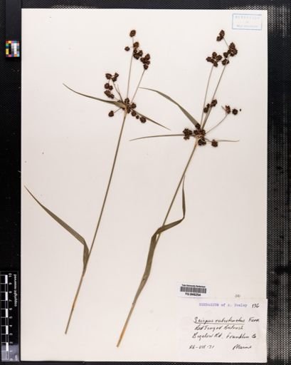 Scirpus rubrotinctus