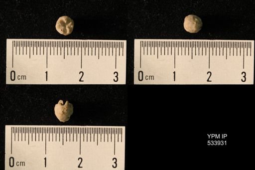Stephanocrinus gemmiformis