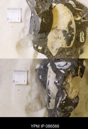 undet. Scaphitidae