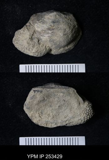 Marginifera sp.