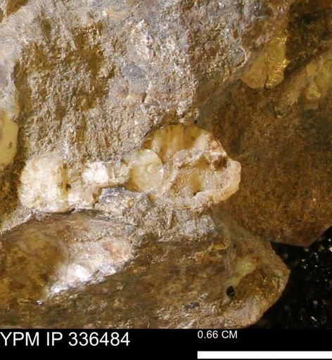 Scaphites sp.