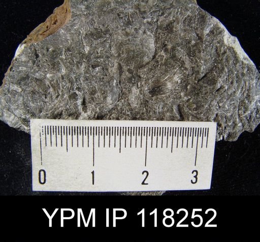 Dalmanella elegantula submedia