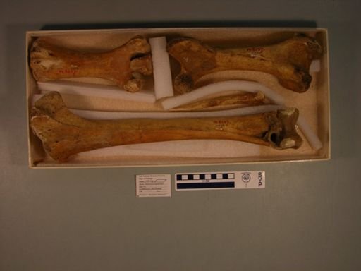 Meionornis casuarinus