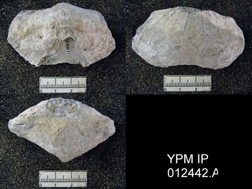 Spirifer huecoensis