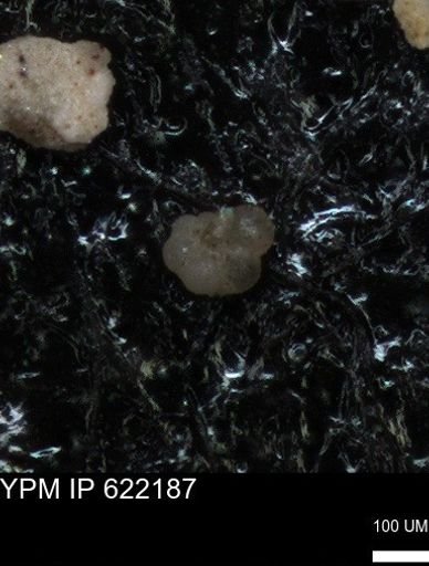 undet. Rugoglobigerinidae