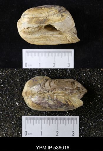Unio priscus