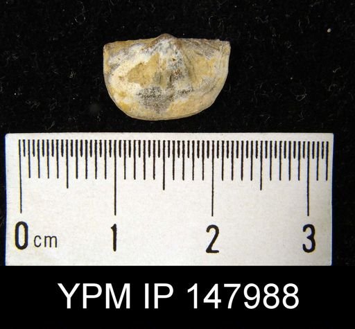 Chonetes flemingi