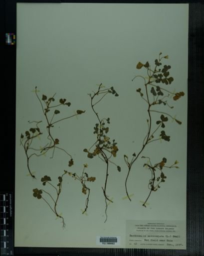 Plantae