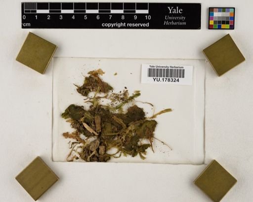 Plantae