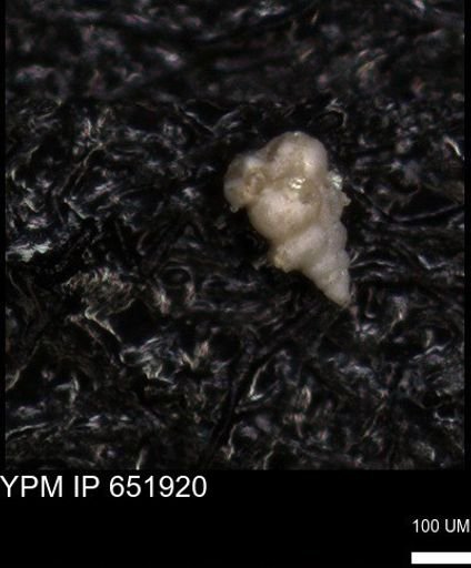 undet. Heterohelicidae