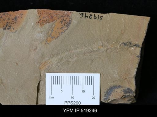 Annelida