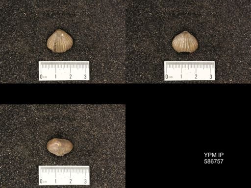 Rhynchotrema capax