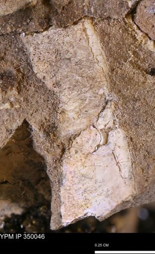 undet. Bivalvia