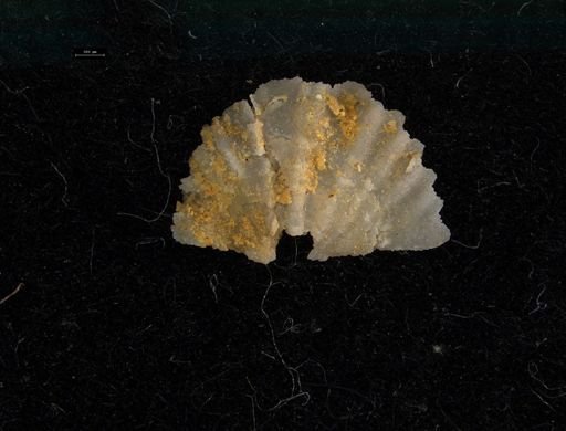 Brachiopoda