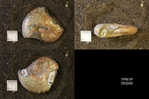 Discoscaphites conradi