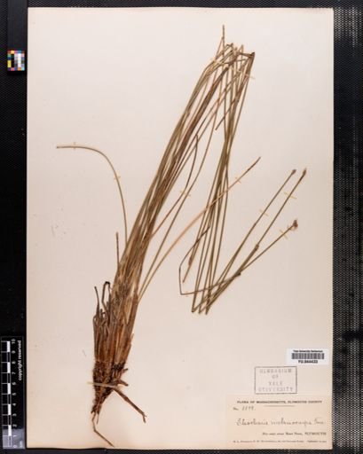 Eleocharis melanocarpa
