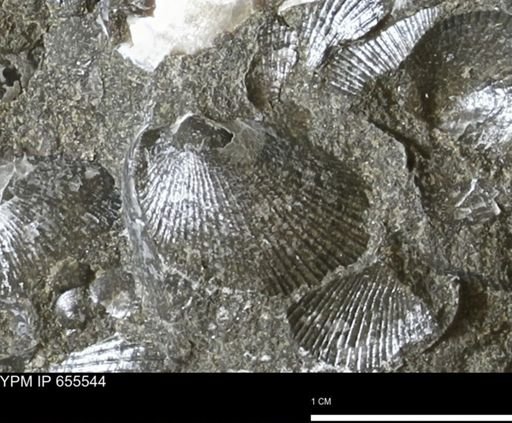 Oxytoma (Hypoxytoma) nebrascana