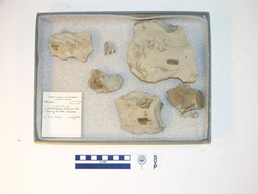 Clidastes sp.