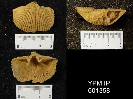 Costispirifer arenosus