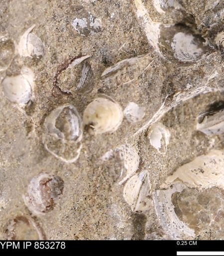 Protocardia sp.