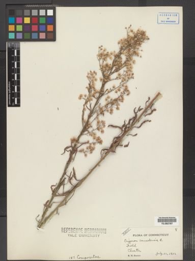 Conyza canadensis