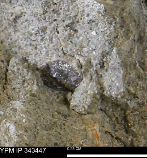 undet. Mollusca