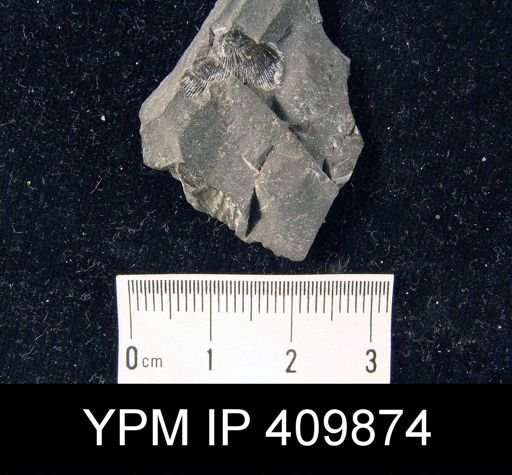 undet. Orthida